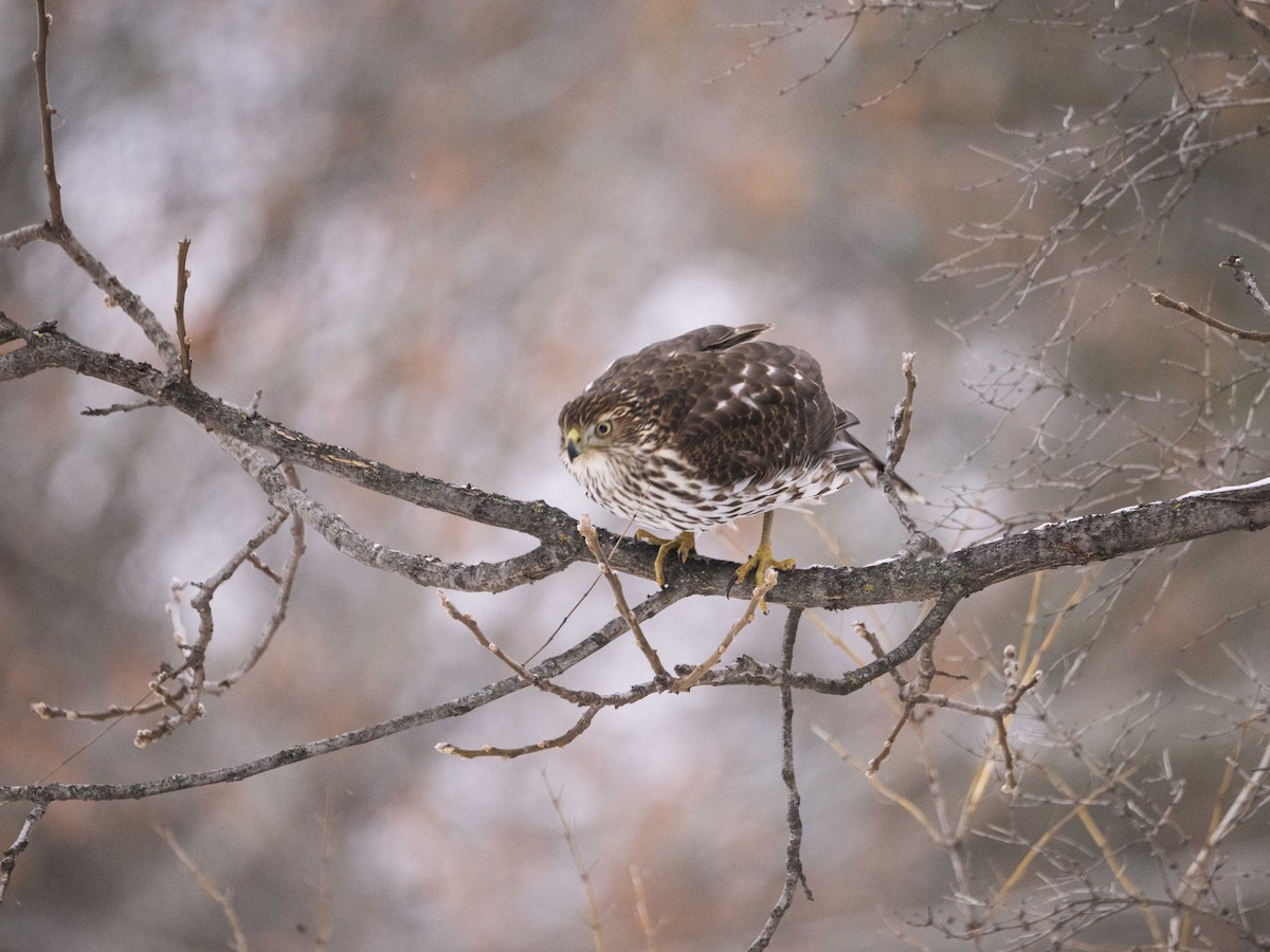 Cooper's Hawk - ML646465796