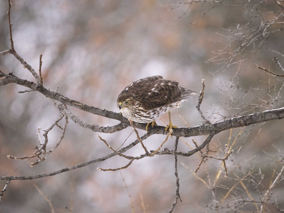 Cooper's Hawk - ML646465797