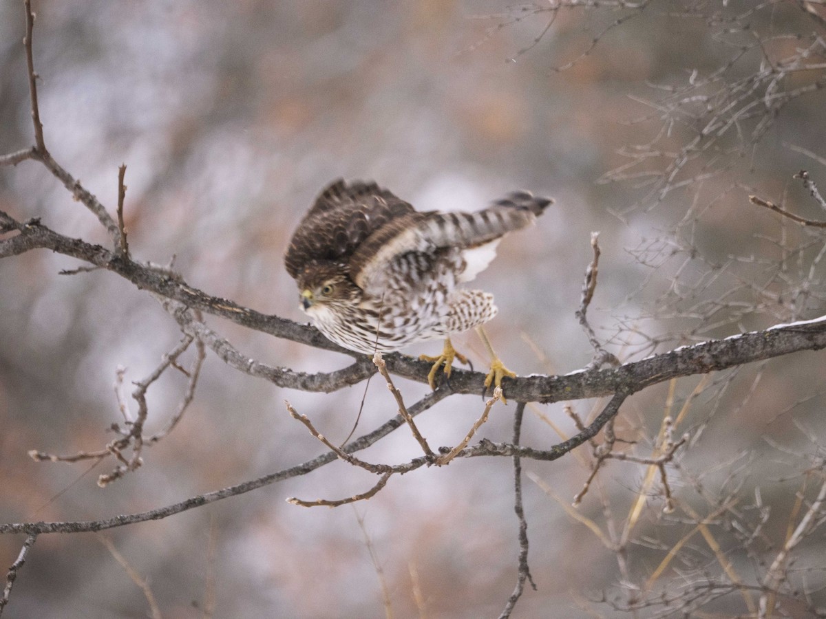 Cooper's Hawk - ML646465798