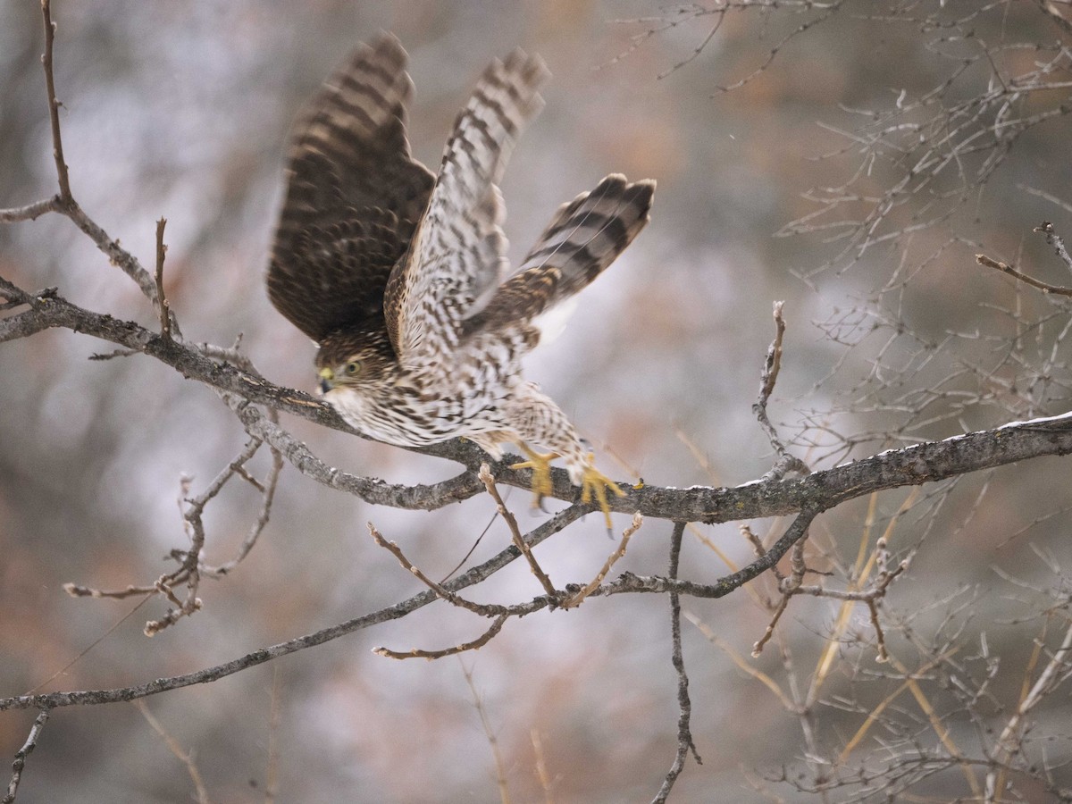 Cooper's Hawk - ML646465799