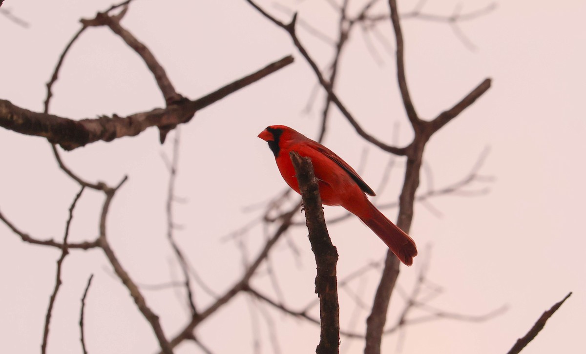 Northern Cardinal - ML646465802
