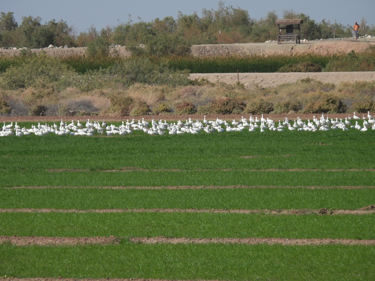 Snow Goose - ML646465803