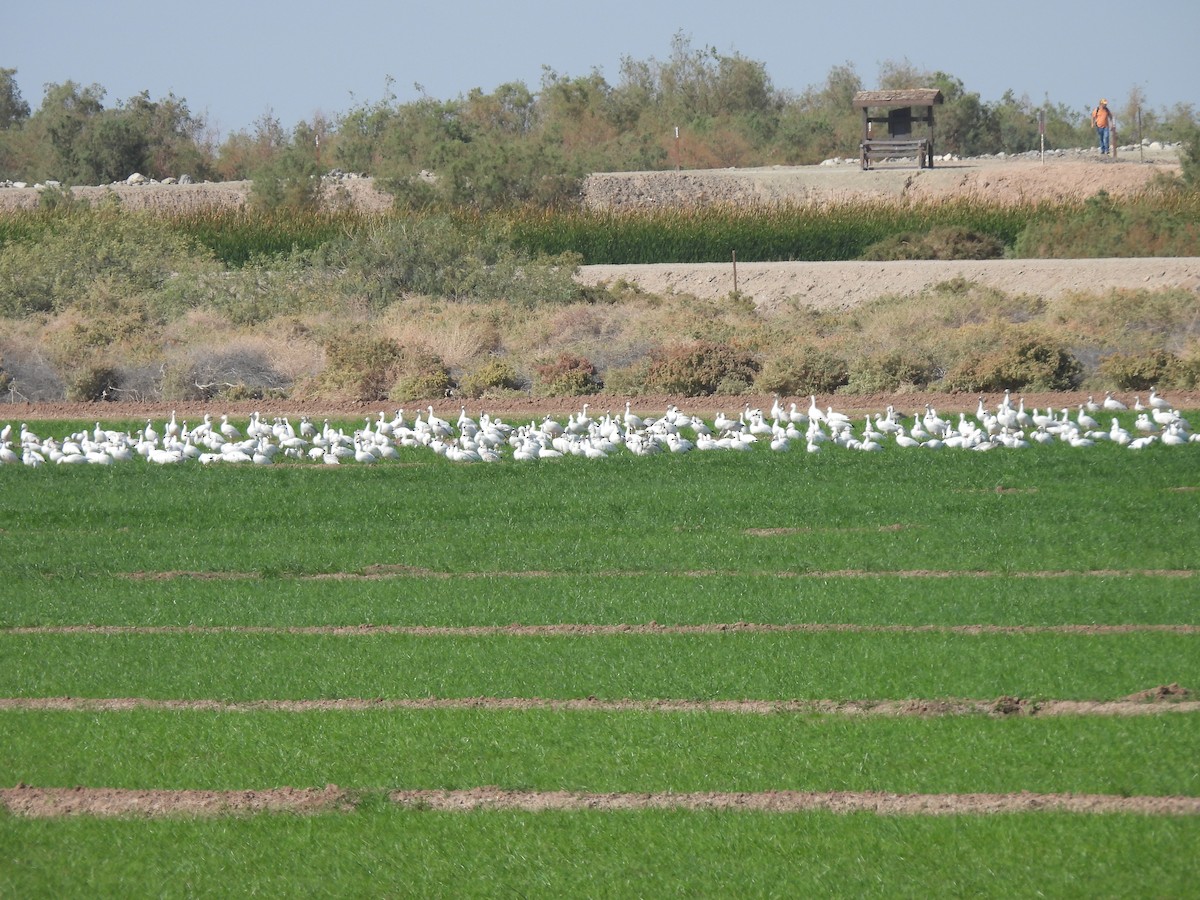 Snow Goose - ML646465804