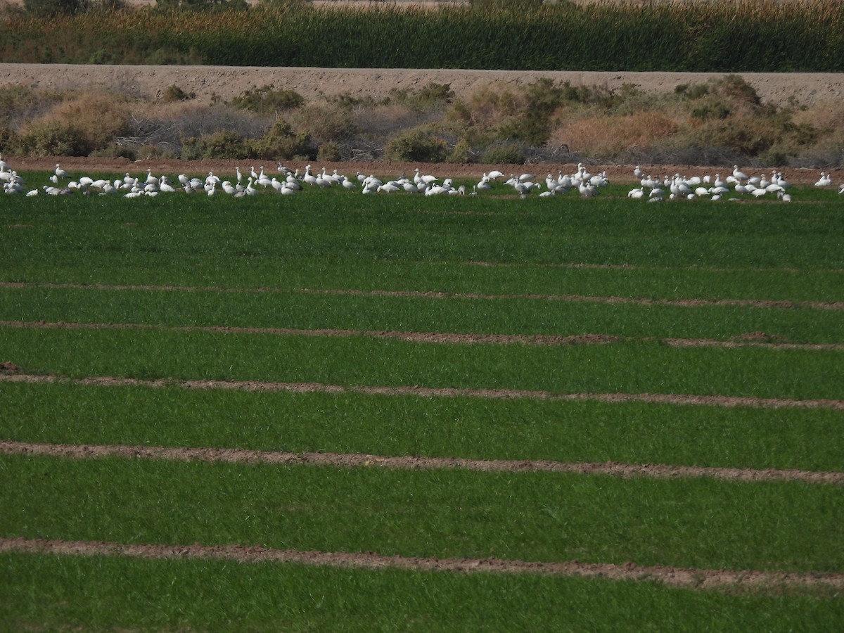 Snow Goose - ML646465805