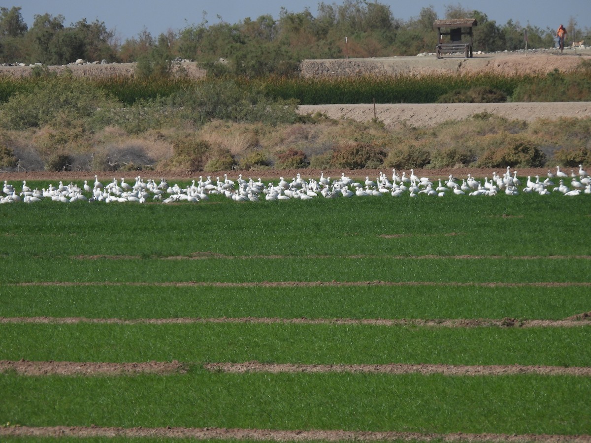 Snow Goose - ML646465806