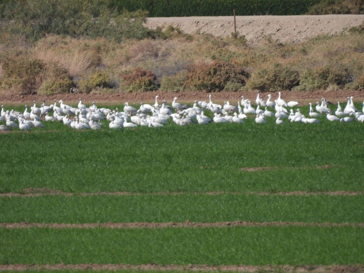Snow Goose - ML646465807