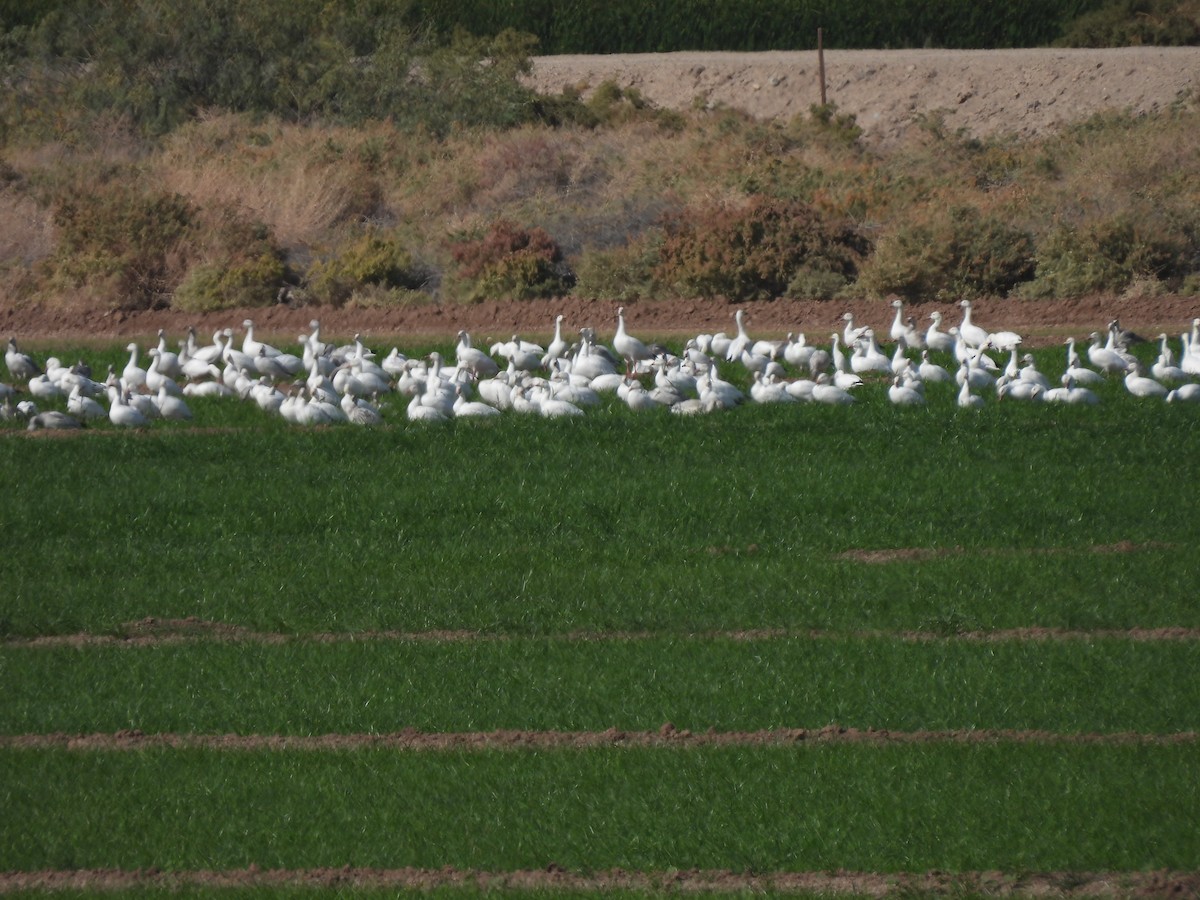Snow Goose - ML646465808
