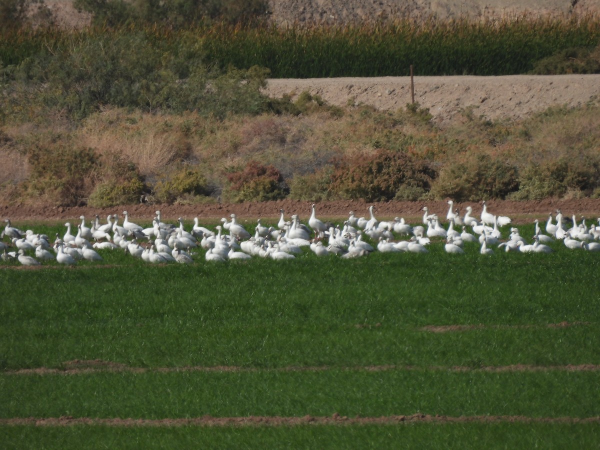 Snow Goose - ML646465809