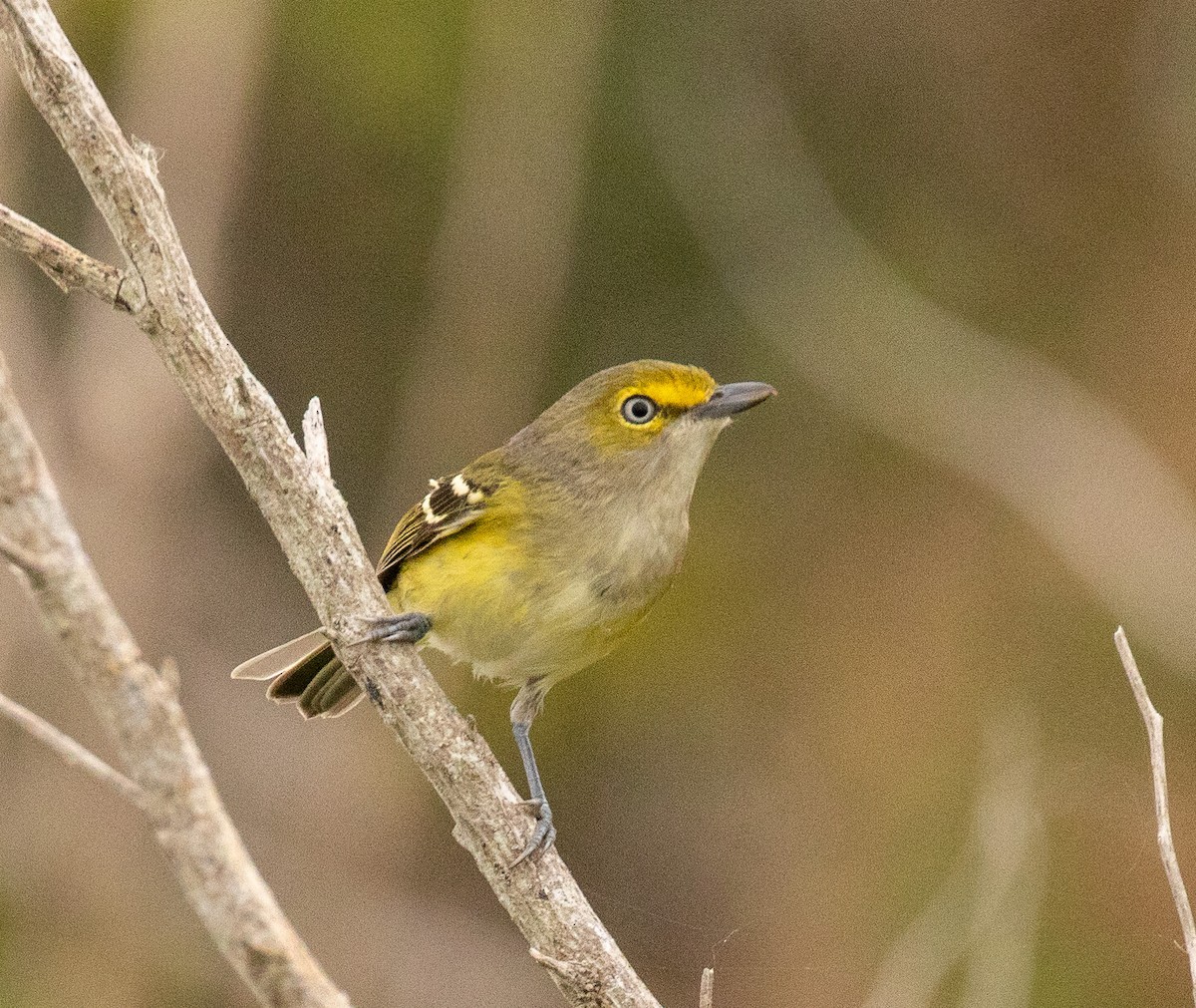 zelenáček bělooký - ML646465812