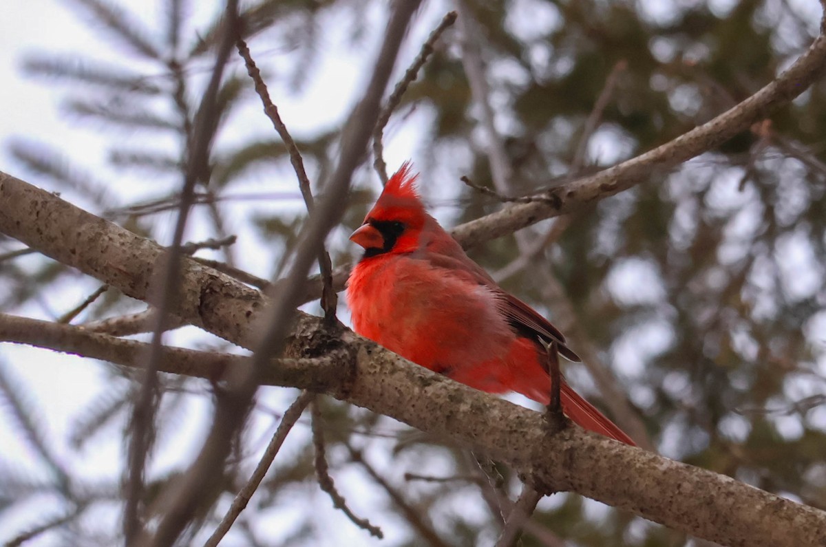Northern Cardinal - ML646465823