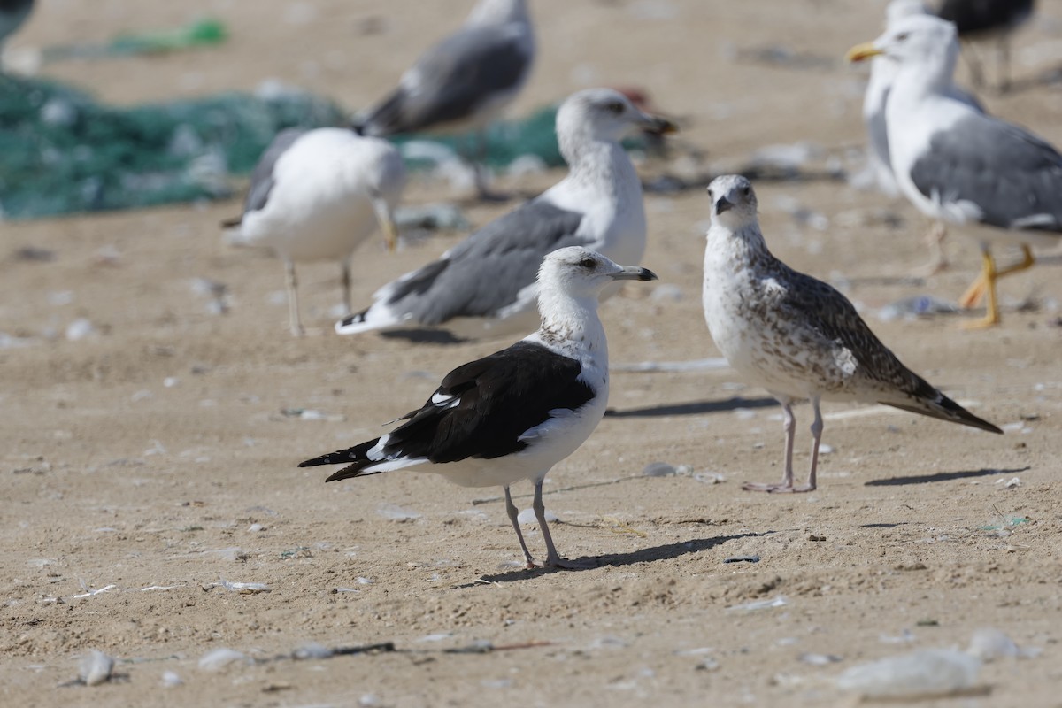 Zafferano (fuscus) - ML646465825