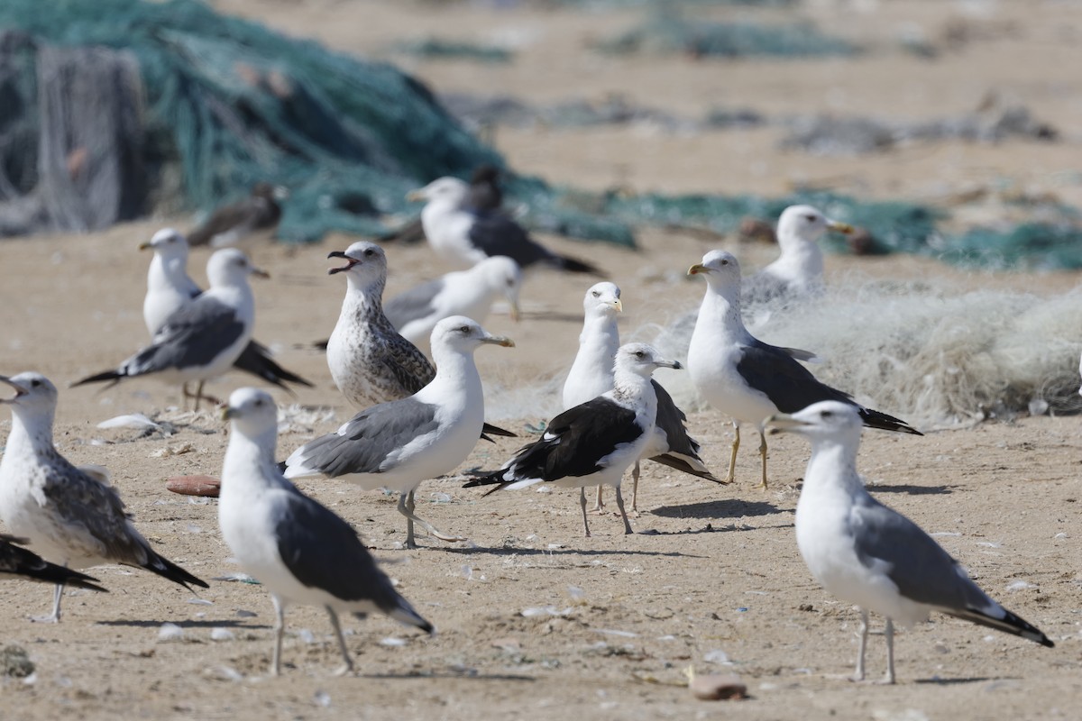 Zafferano (fuscus) - ML646465826