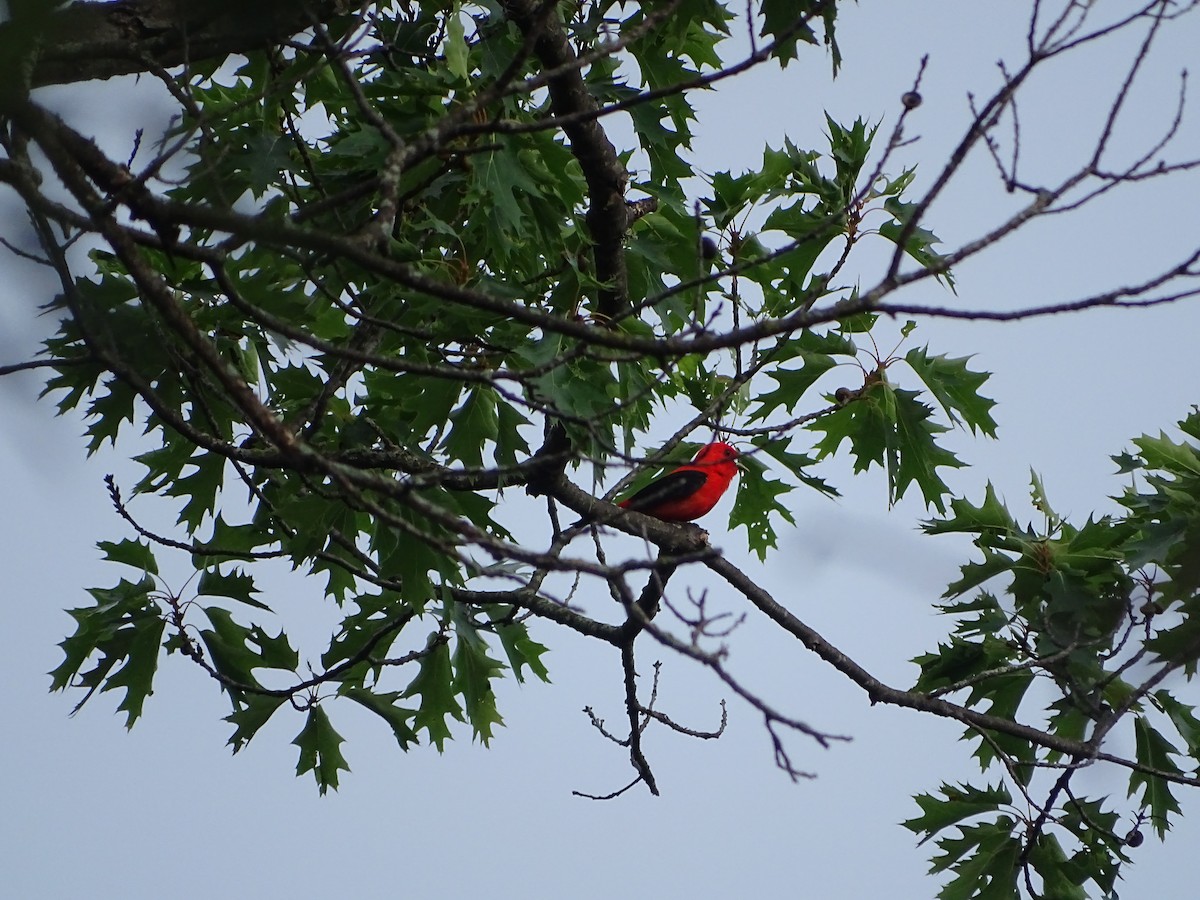 Piranga Escarlata - ML646465828