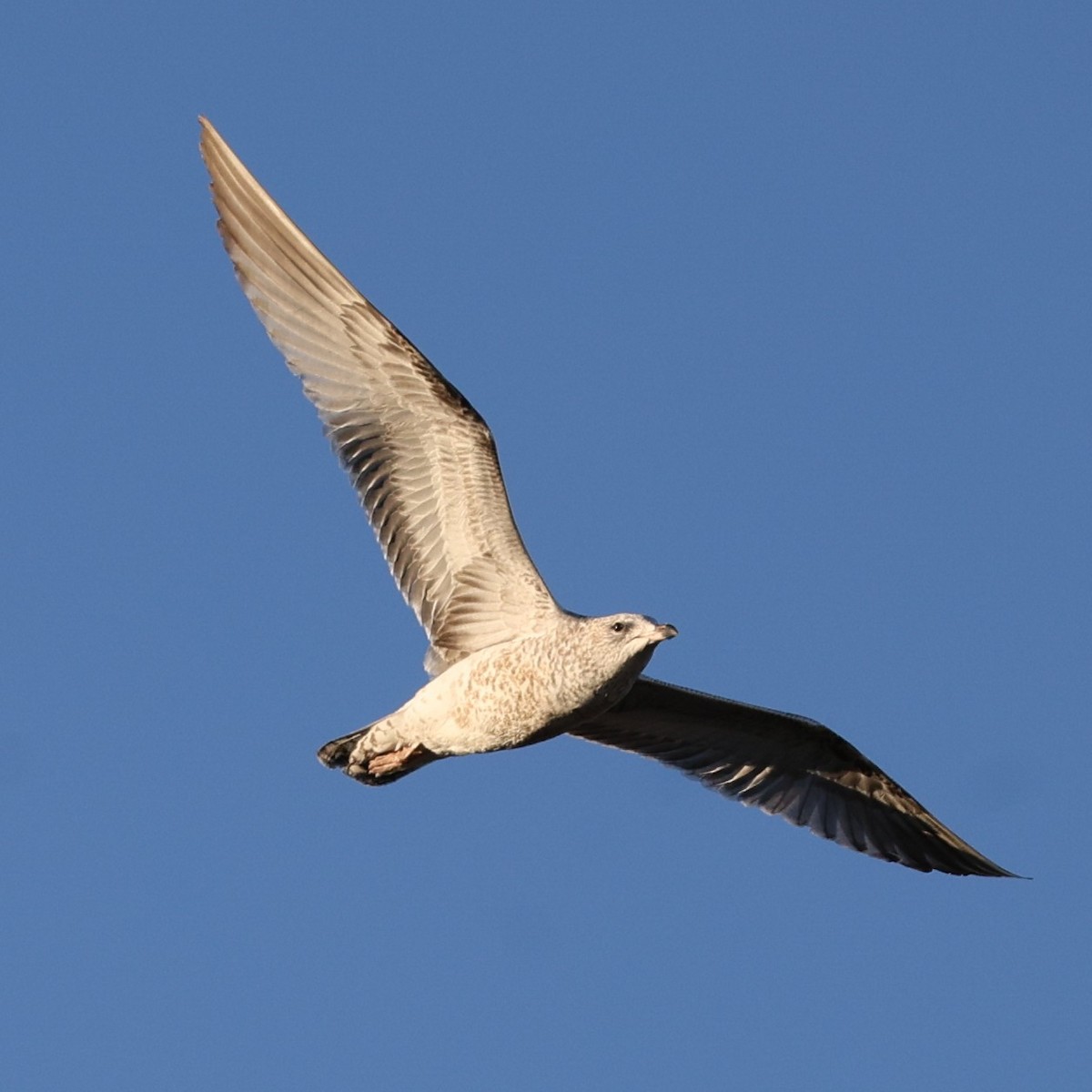 Ring-billed Gull - ML646465830
