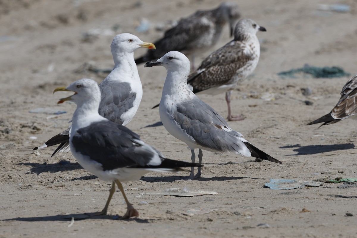 Zafferano (heuglini) - ML646465831