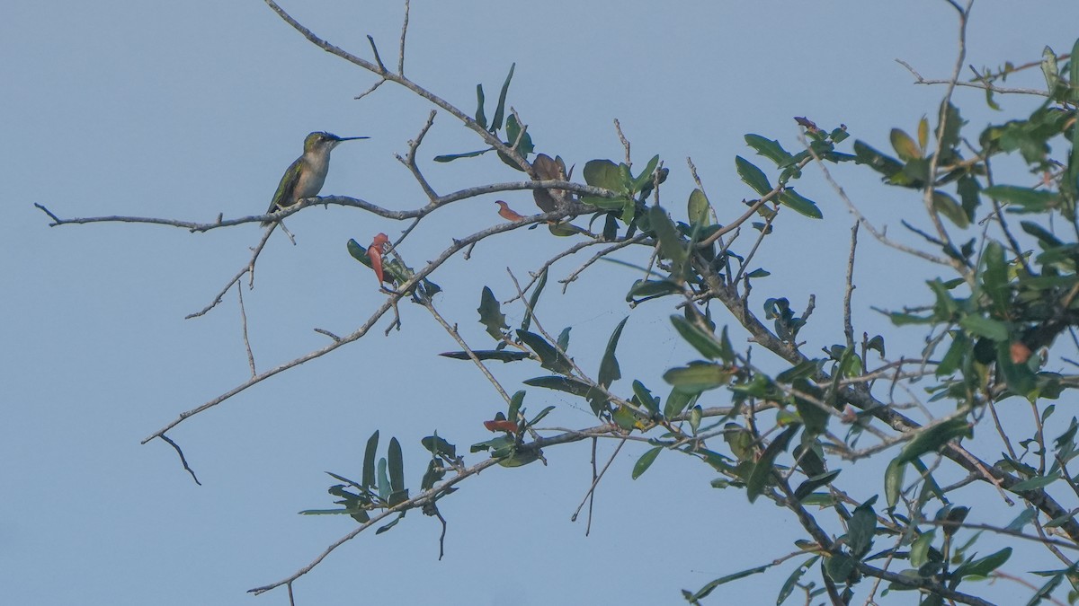 Ruby-throated Hummingbird - ML646465832