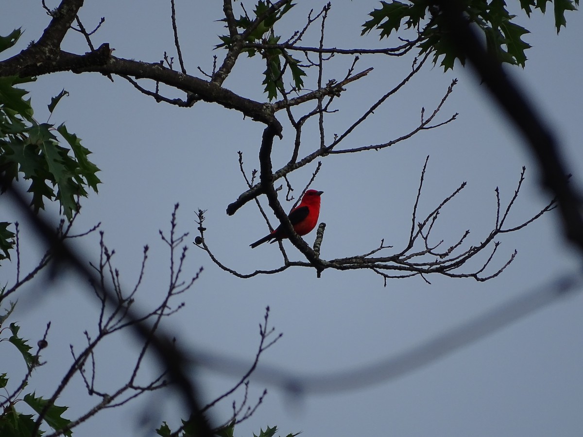 Piranga Escarlata - ML646465834
