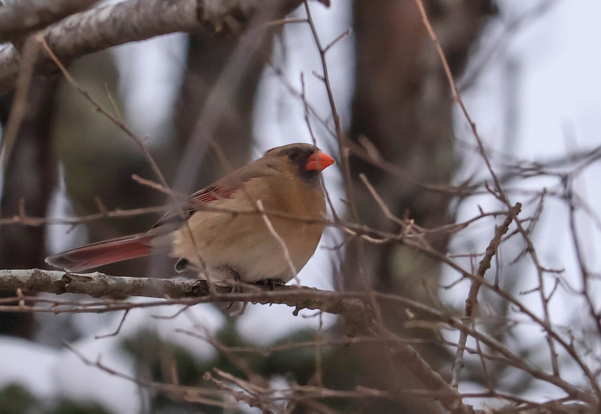 Northern Cardinal - ML646465839