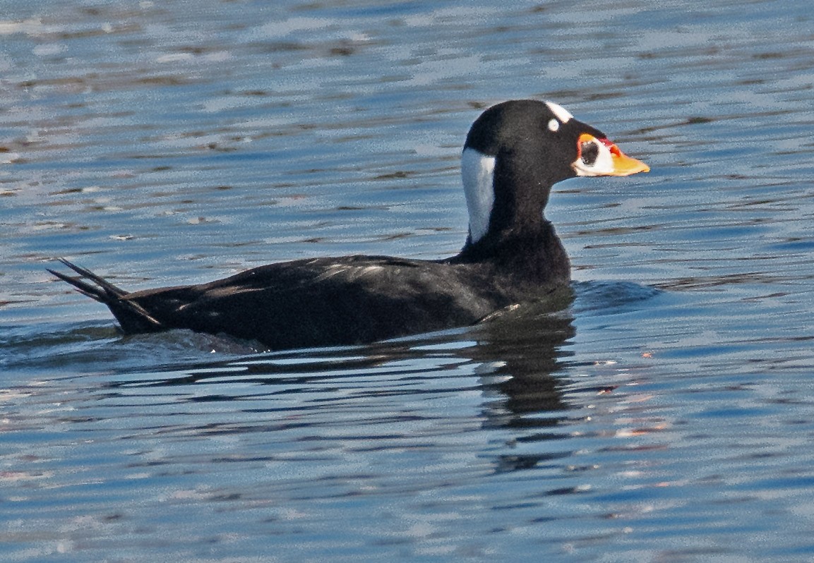Surf Scoter - ML646465840