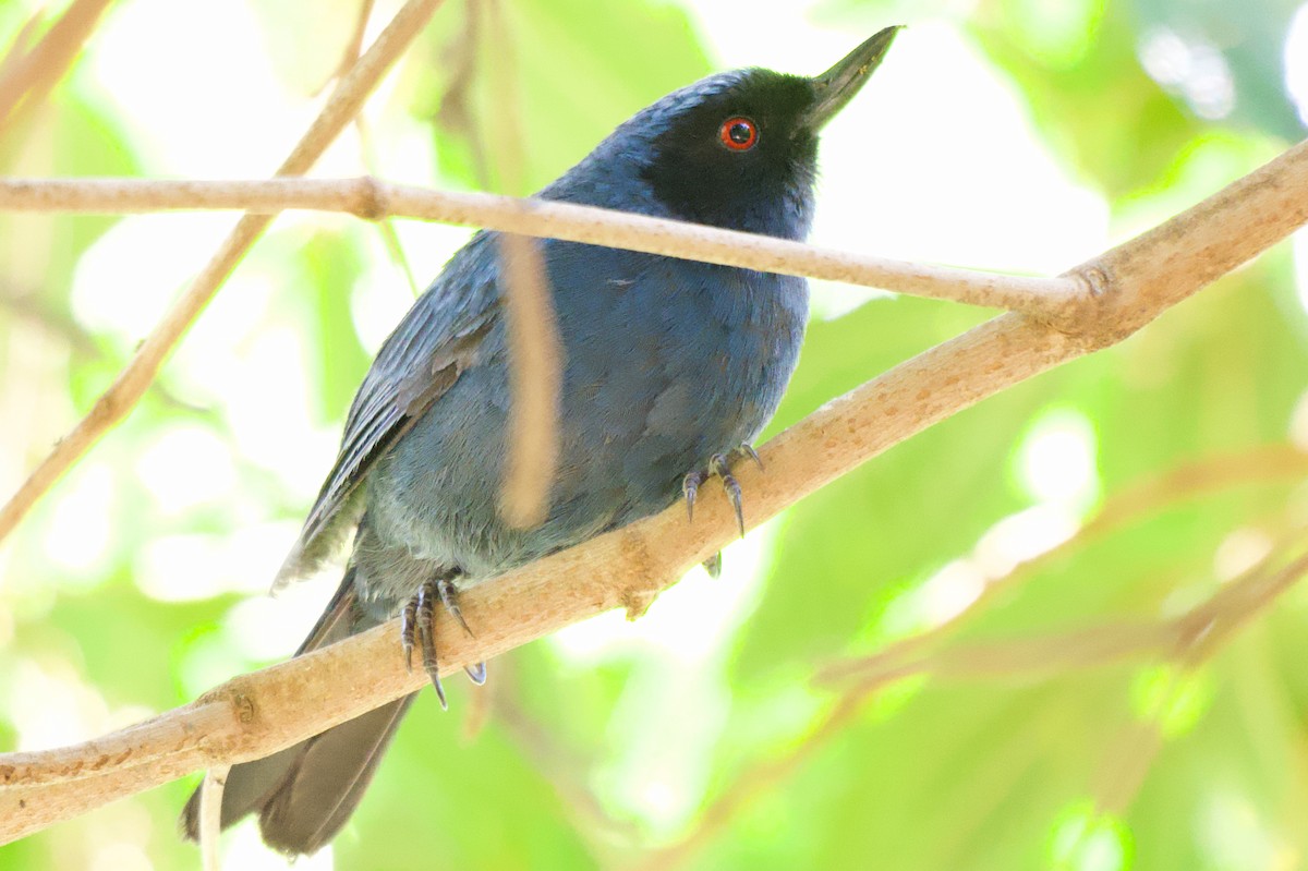 Masked Flowerpiercer - ML646465851