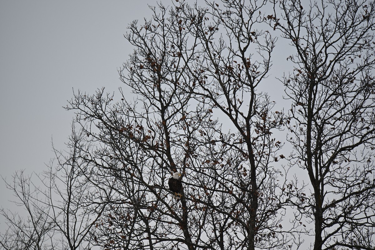Bald Eagle - ML646465852