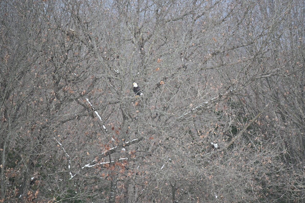 Bald Eagle - ML646465853