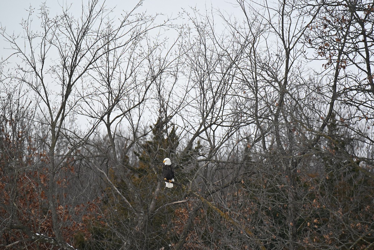 Bald Eagle - ML646465854