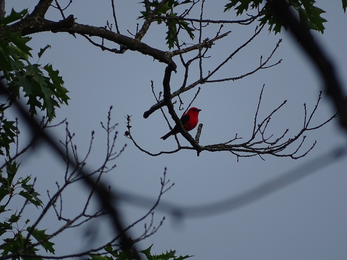 Piranga Escarlata - ML646465855