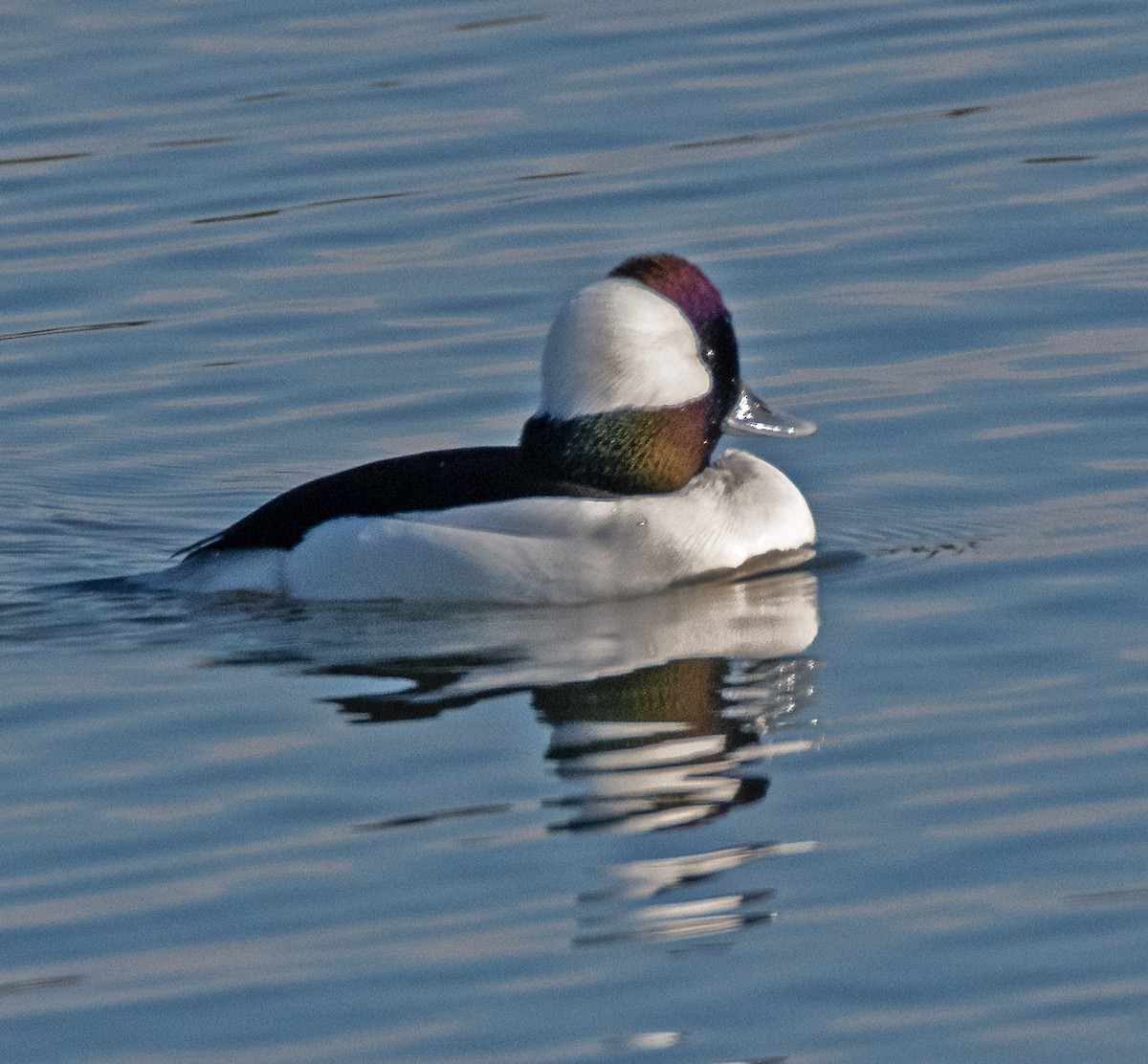 Bufflehead - ML646465856