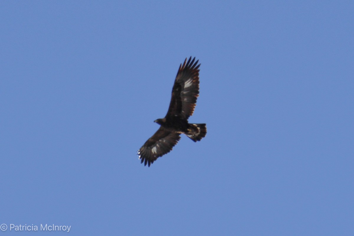 Golden Eagle - ML646465857