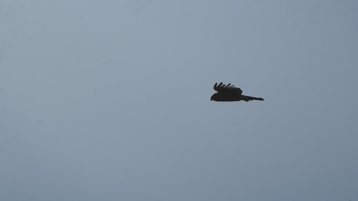 Northern Harrier - ML646465858