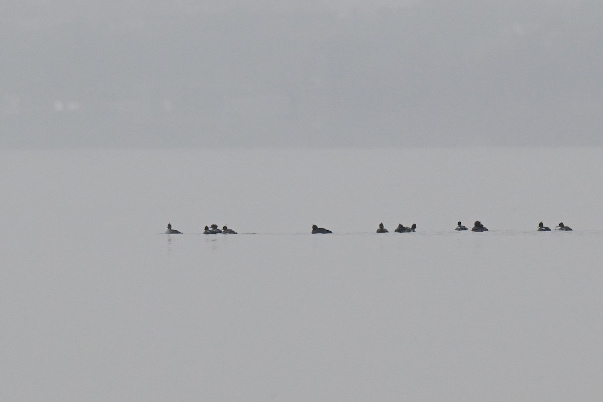 Serreta Mediana - ML646465859