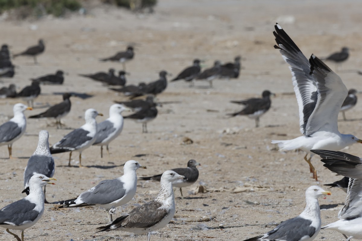 Zafferano (heuglini) - ML646465864