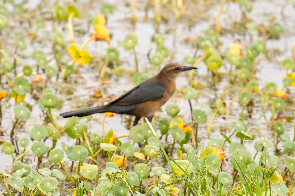 vlhovec člunoocasý - ML646465866