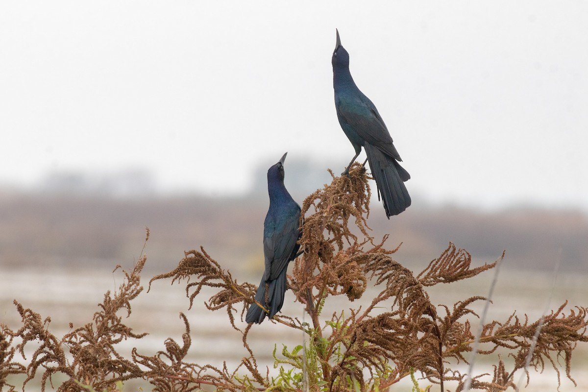 vlhovec člunoocasý - ML646465867