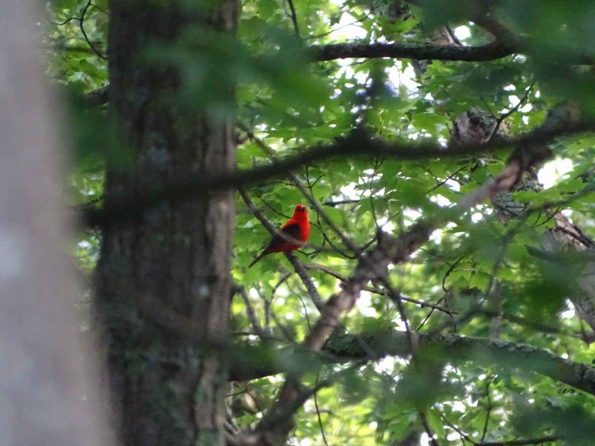 Piranga Escarlata - ML646465869