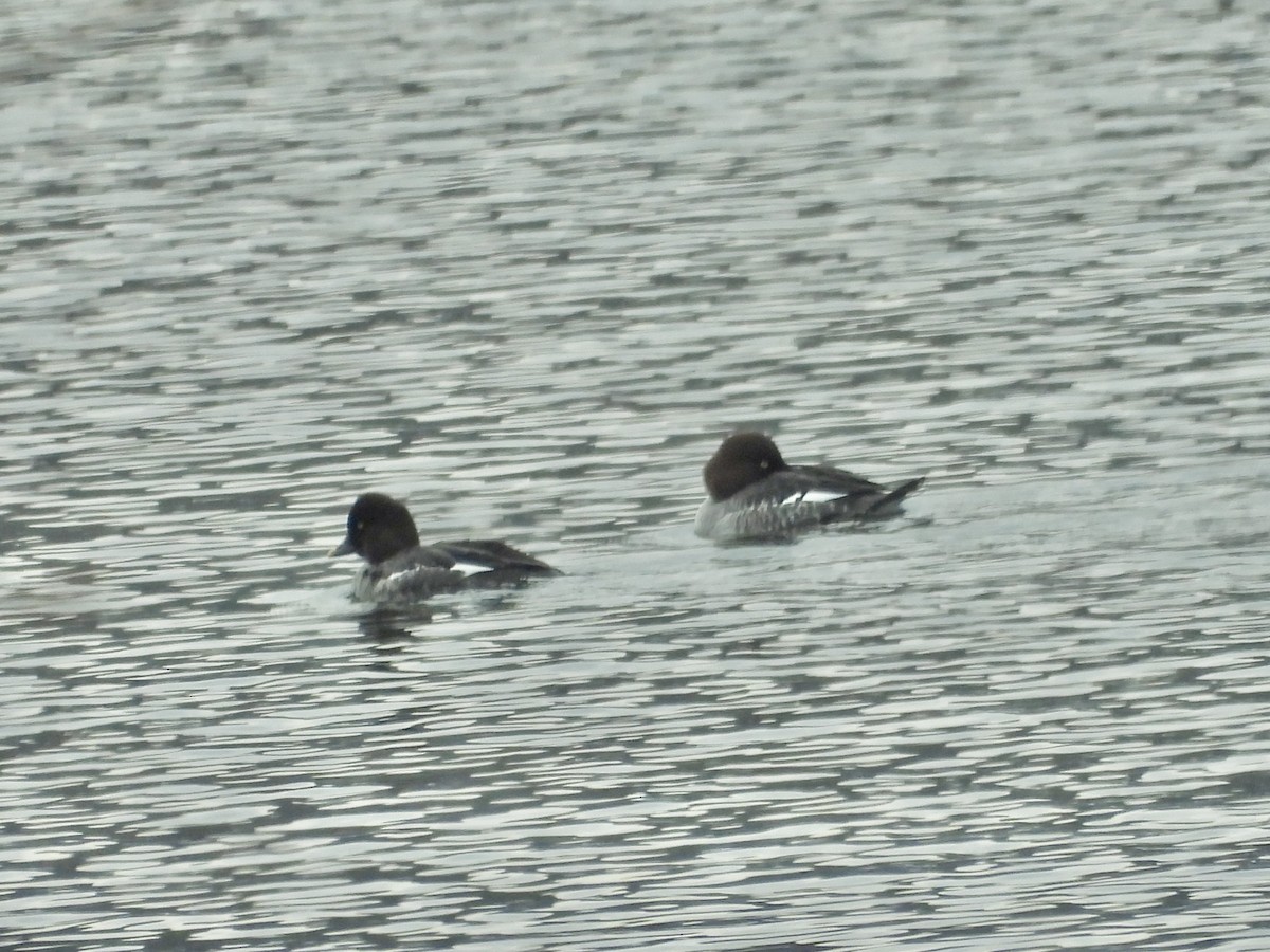 Common Goldeneye - ML646465871