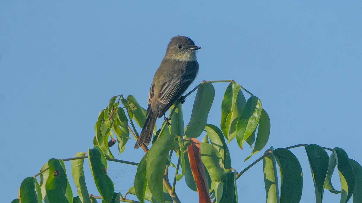 Eastern Phoebe - ML646465874