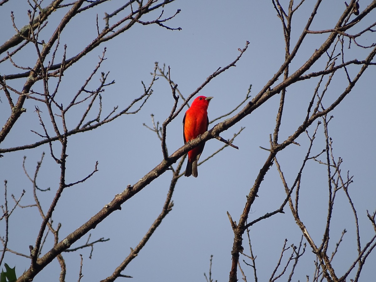 Piranga Escarlata - ML646465878