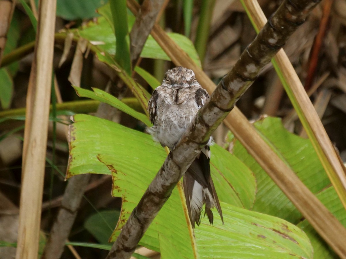 gaffelnattravn - ML646465879