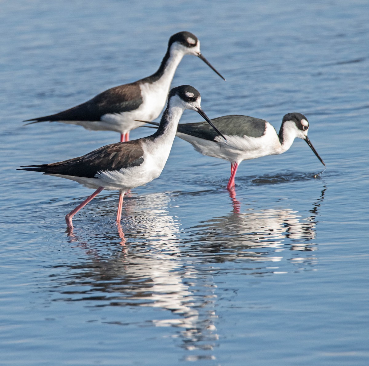Black-necked Stilt - ML646465880