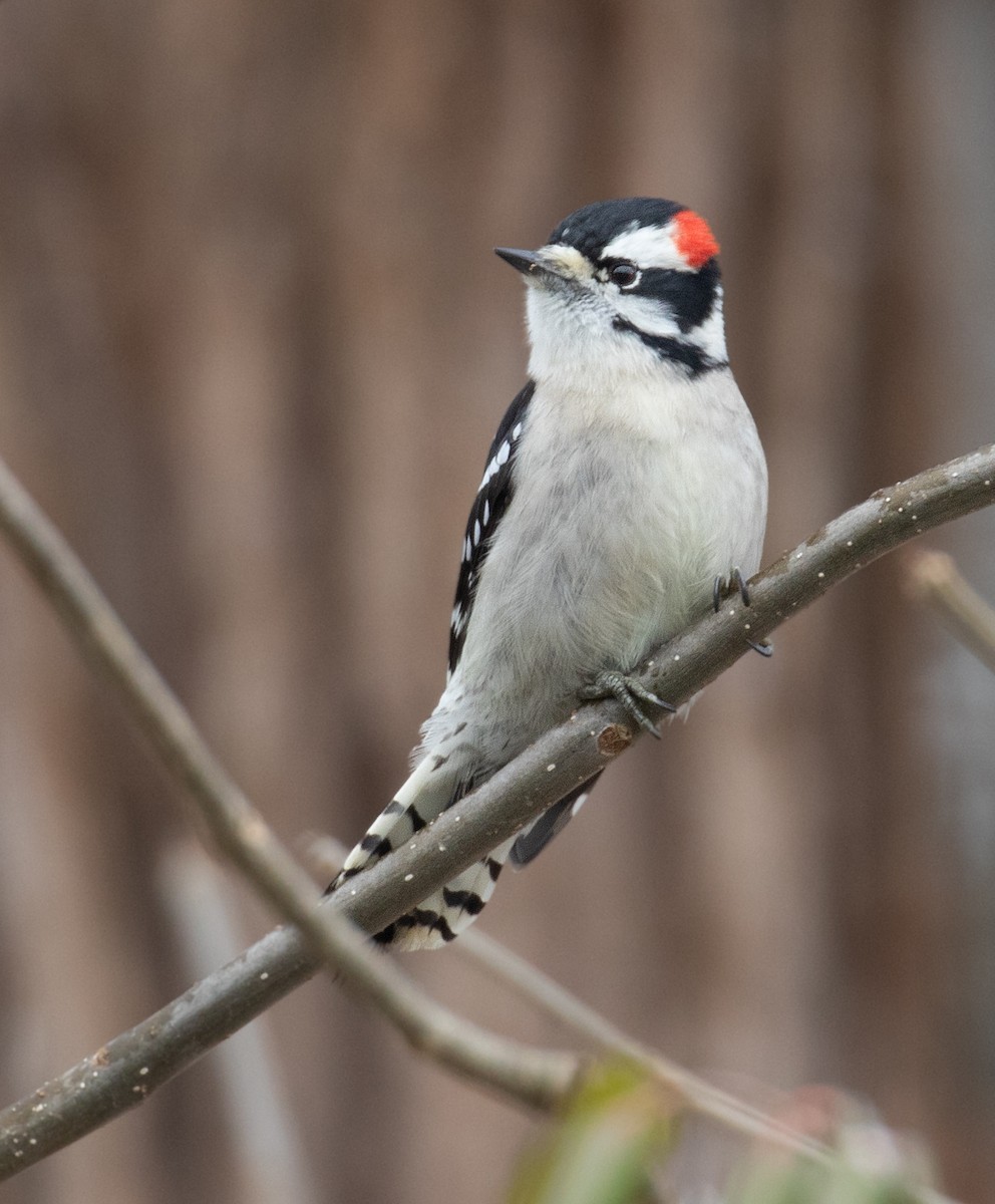 Downy Woodpecker - ML646465882