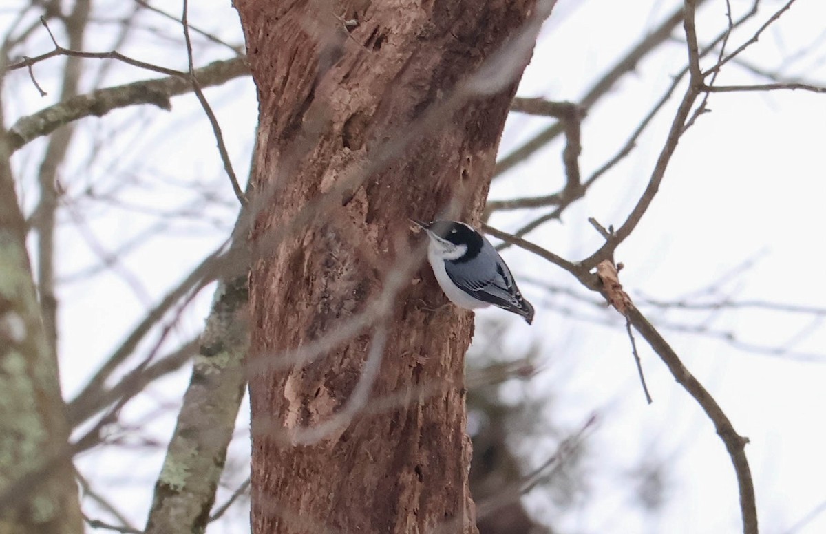 Weißbrustkleiber - ML646465884