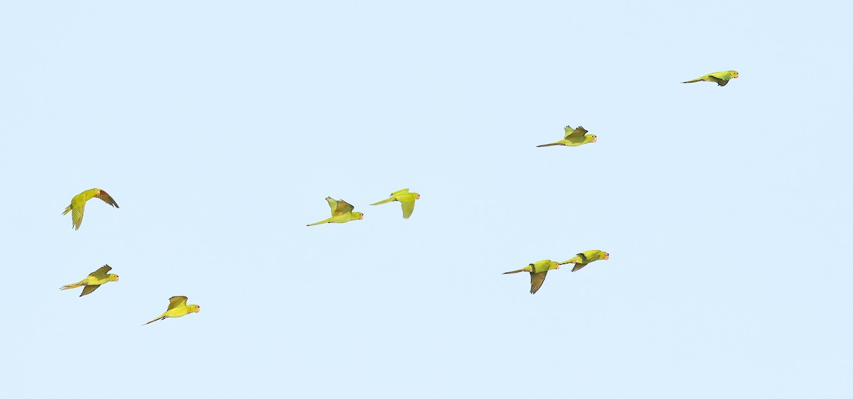 Sittich, unbestimmt - ML646465888