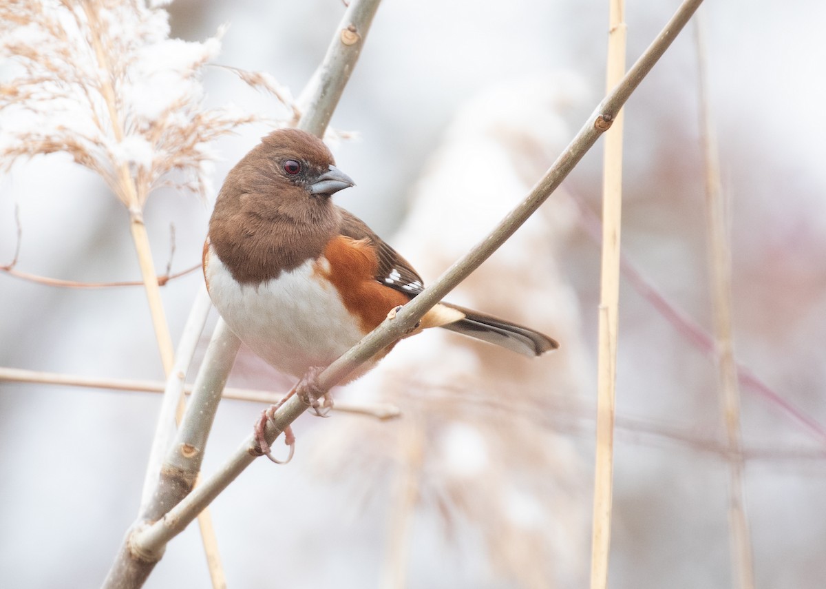 Eastern Towhee (Red-eyed) - ML646465890