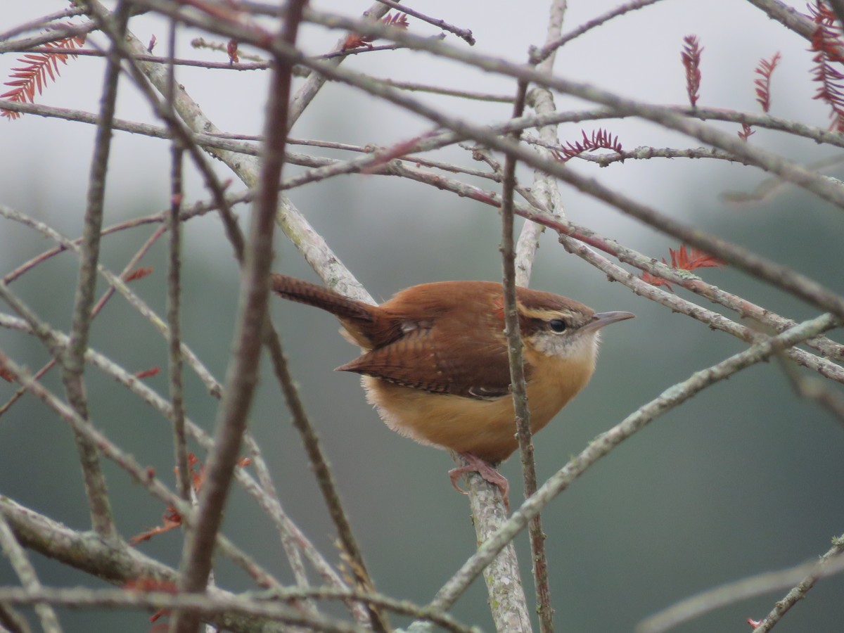 チャバラマユミソサザイ - ML646465893