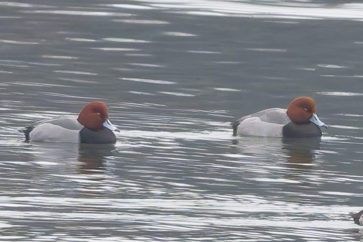 Redhead - ML646465894