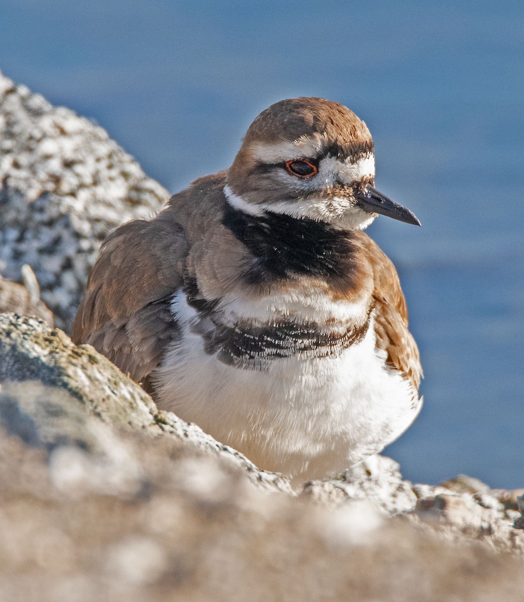 Killdeer - ML646465895