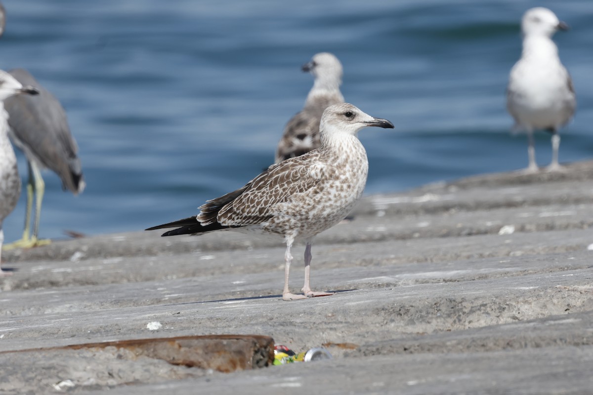Lesser Black-backed Gull (Steppe) - ML646465896