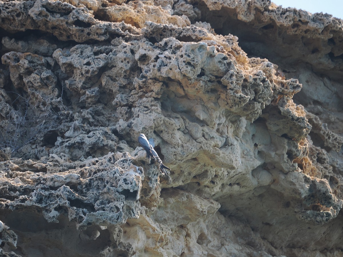 Серебристый чеглок - ML646465897